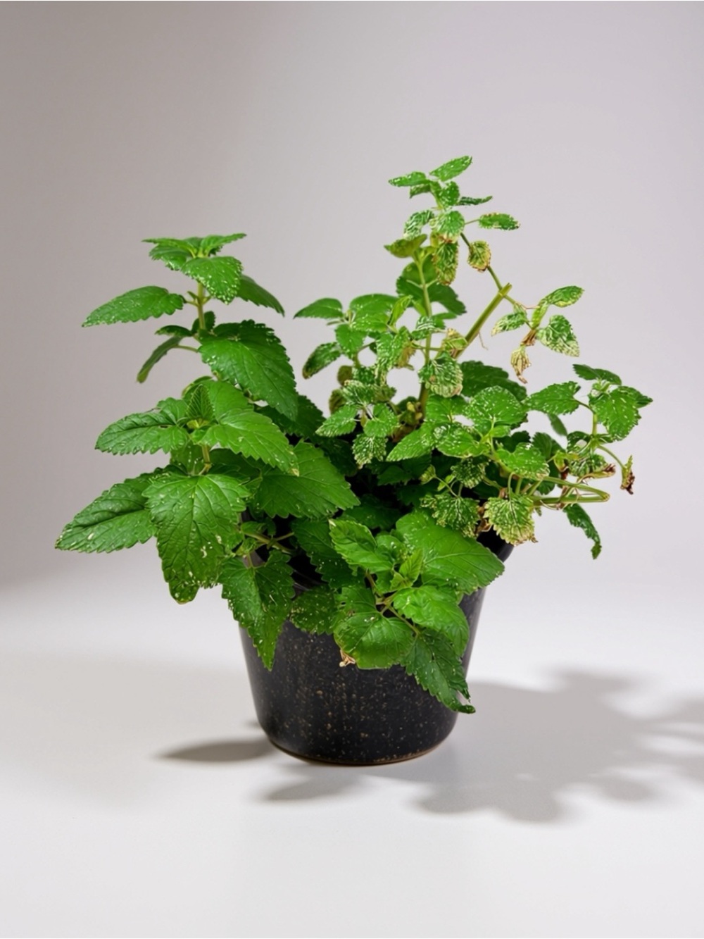 Fresh Live Catnip Plant (Nepeta cataria) – Well-Rooted Potted Herb